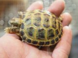 ■ホルスフィールドリクガメ　No.1　　●別名ロシアリクガメ 甲長約50.0mm