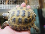 ■ホルスフィールドリクガメ　No.14　　●別名ロシアリクガメ 甲長約85.0mm