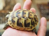 ■旧イベラギリシャリクガメ　CB個体　　　●性別　不明　約61.0mm　No.5