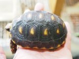 ■アカアシリクガメ　No.4　　　　　●甲長 約89.0mm　スロベニアCB産