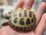 ■ホルスフィールドリクガメ　No.9　　●別名ロシアリクガメ 甲長約55.0mm
