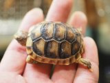 ■マルギナータリクガメ baby　No.1　●甲長　約 42.0mm