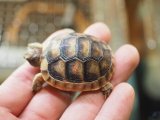 ■マルギナータリクガメ baby　No.6　●甲長　約 42.0mm