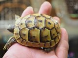 ■旧イベラギリシャリクガメ　CB個体　　　●性別　不明　約65.0mm　No.7