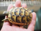 ■旧イベラギリシャリクガメ　CB個体　　　●性別　不明　約62.0mm　No.4