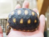 ■アカアシリクガメ　No.3　　　　　●甲長 約82.0mm　スロベニアCB産