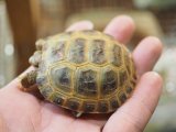 ■ホルスフィールドリクガメ　No.2　　●別名ロシアリクガメ 甲長約56.0mm