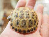 ■ホルスフィールドリクガメ　No.11　　●別名ロシアリクガメ 甲長約50.0mm