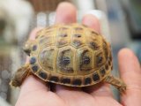 ■ホルスフィールドリクガメ　No.4　　●別名ロシアリクガメ 甲長約53.0mm