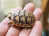 ■マルギナータリクガメ baby　No.8　●甲長　約 38.0mm