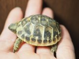 ■ヒガシヘルマンリクガメ　　　　　　●No.4　　約53.0mm
