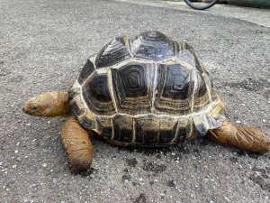 画像4: ■アルダブラゾウガメ　No.2　　　　　■モーリシャス産　約500.0mm