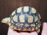 ■ヒョウモンリクガメ　No.2　　　　●甲長 約67.0mm