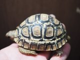 ■ヒョウモンリクガメ　baby　No.6　●甲長 約74.0mm
