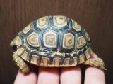 ■ヒョウモンリクガメ　No.1　　　　●甲長 約69.0mm　