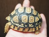 ■ヒョウモンリクガメ　No.12　　　　●甲長 約78.0mm