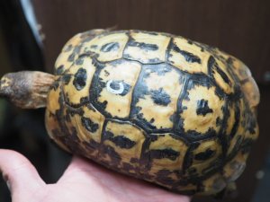 画像2: ■キレナイカギリシャリクガメ　No.4 ●性別　♂　約147.0mm