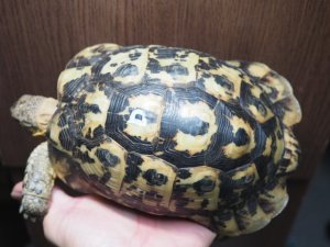 画像2: ■キレナイカギリシャリクガメ　No.5 ●性別　♂　約167.0mm