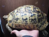 ■キレナイカギリシャリクガメ　No.6 ●性別　♀　約207.0mm