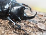 ■パチェコヒメゾウカブト　幼虫