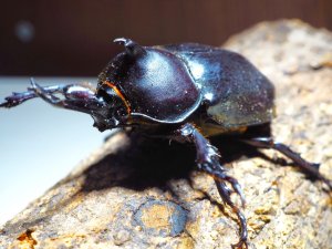 画像1: ■オキナワカブトムシ 幼虫　3ペア