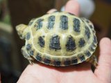 ■ホルスフィールドリクガメ　No.4　　●別名ロシアリクガメ 甲長約68.0mm