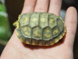 ■キアシリクガメ　　No.4　　　　　●甲長 約58.0mm