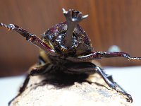 ■オキナワカブトムシ 成虫ペア