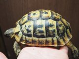 ■チュニジアギリシャリクガメ No.1　　■性別 オス  約111.0mm