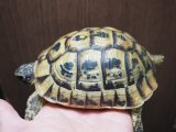 ■チュニジアギリシャリクガメ No.3　　■性別 オス  約109.0mm