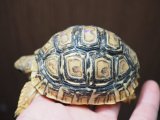 ■ヒョウモンリクガメ　No.8　　　　●甲長 約76.0mm　