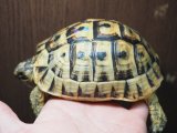 ■チュニジアギリシャリクガメ No.2　　■性別 オス  約110.0mm
