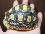 ■ヒョウモンリクガメ　No.2　　　　●甲長 約89.0mm　