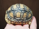 ■ヒョウモンリクガメ　No.7　　　　●甲長 約75.0mm　