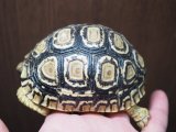 ■ヒョウモンリクガメ　No.11　　　　●甲長 約91.0mm　