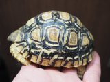 ■ヒョウモンリクガメ　No.9　　　　●甲長 約87.0mm　