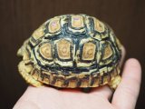 ■ヒョウモンリクガメ　No.5　　　　●甲長 約77.0mm　