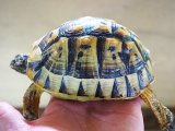 ■チュニジアギリシャリクガメ No.5　　■性別 メス  約112.0mm