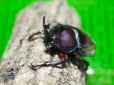 画像1: ■ヤクシマカブトムシ 成虫ペア (1)
