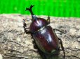 画像2: ■ヤクシマカブトムシ 成虫ペア (2)