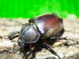 画像3: ■ヤクシマカブトムシ 成虫ペア (3)