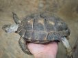 画像3: ■テキサスゴファーガメ　CB個体　　●性別　メス　約158mm　No.2 (3)