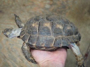 画像3: ■テキサスゴファーガメ　CB個体　　●性別　メス　約158mm　No.2