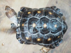 画像2: ■テキサスゴファーガメ　CB個体　　●性別　オス　約160mm　No.1