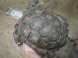 画像2: ■テキサスゴファーガメ　CB個体　　●性別　メス　約158mm　No.2 (2)