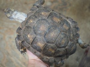 画像2: ■テキサスゴファーガメ　CB個体　　●性別　メス　約158mm　No.2