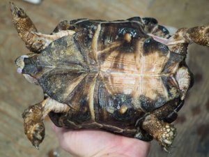 画像4: ■テキサスゴファーガメ　CB個体　　●性別　オス　約160mm　No.1