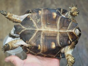 画像4: ■テキサスゴファーガメ　CB個体　　●性別　メス　約158mm　No.2