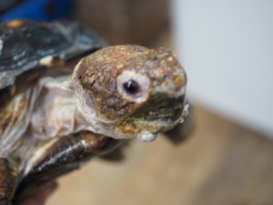 画像1: ■テキサスゴファーガメ　CB個体　　●性別　オス　約160mm　No.1