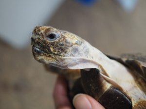 画像1: ■テキサスゴファーガメ　CB個体　　●性別　メス　約158mm　No.2